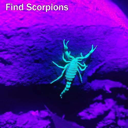 365nm 395nm UV Flashlight, Black Light Torch for Pet Urine & More icmpetà